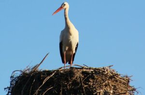 cigognes