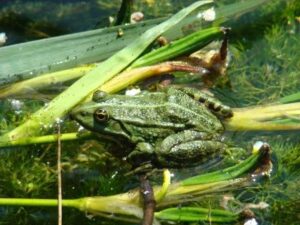 grenouille verte ecopole