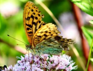 papillon
