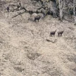 01 bac pro sortie chasse