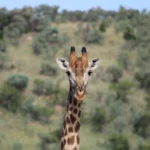 05 loris naturaliste globetrotter