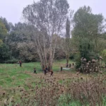 12 chantier bac pro gmnf orientation nature faune flore gestion