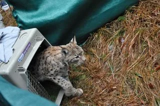 2015 02 24 stage lynx 04