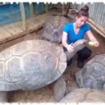 2018 01 07 soigneur animalier tortue 1