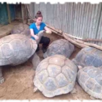 2018 01 07 soin animalier tortue 1