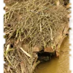 2018 03 18 genie vegetal cache garon
