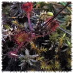 2018 10 11 drosera botanique tourbiere