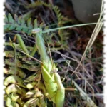 2018 10 11 mantes religieuses faune