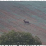 2019 09 19 gmnf brame cerf