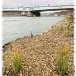 2019 12 20 genie vegetal gabion lyon 01
