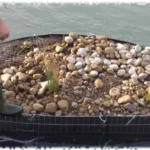 2019 12 20 genie vegetal gabion lyon 02