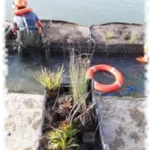 2019 12 20 genie vegetal gabion lyon riviere 07