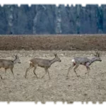 2021 03 14 affut formation faune chevreuil 01