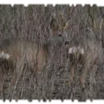 2021 03 14 affut formation faune chevreuil 03