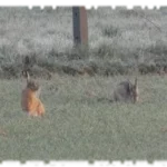 2021 03 14 affut formation faune lievre 02