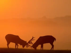 Devenir garde-chasse