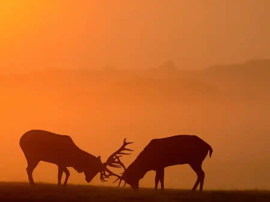 Devenir garde-chasse