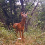 bts gpn gestion protection nature faune comptage chevreuil 2