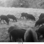 bts gpn gestion protection nature faune comptage compagnie 2