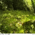 bts gpn gestion protection nature faune comptage renard 2