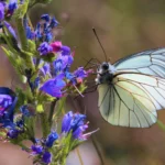 bts gpn gestion protection nature faune fleur 2
