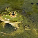 bts gpn gestion protection nature faune grenouille 2