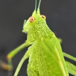 bts gpn gestion protection nature faune insectes 2