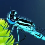bts gpn gestion protection nature faune nocturne 2