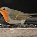 bts gpn gestion protection nature faune oiseau 2