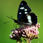 bts gpn gestion protection nature faune papillon 2