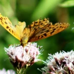 bts gpn gestion protection nature faune papillons 2