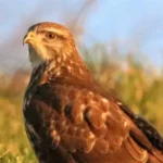 bts gpn gestion protection nature faune rapaces 2