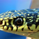 bts gpn gestion protection nature faune reptile 2