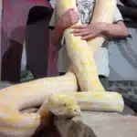 garcon tenant un grand python albinos enroule autour de lui