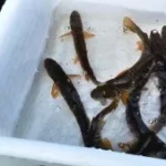 gmnf poissons