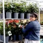 jeune femme en serre mfr rhone entouree de rosiers en pots 5