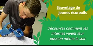 news gmnf interne soigneur ecureuil
