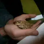 prospection 00 crapaud