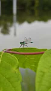 06 bts gpn mfr petite gonthiere sortie nature 2026