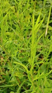 09 bts gpn mfr petite gonthiere sortie nature 2026